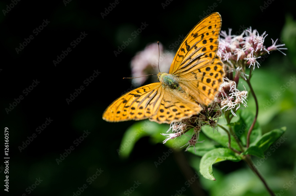 Orange butterfly on a flower, silver-washed fritillary (argynnis paphia) of the nymphalidae family Orange butterfly on a flower, silver-washed fritillary (argynnis paphia) of the nymphalidae family