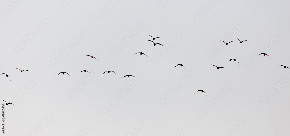 Fototapeta premium a flock of seagulls in the sky at sunset