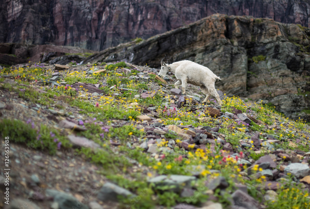 Mountainside Goat Mountainside Goat