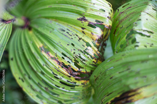 Plants