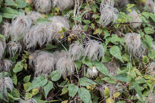 Plants II