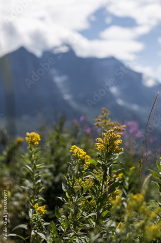Wildflowers