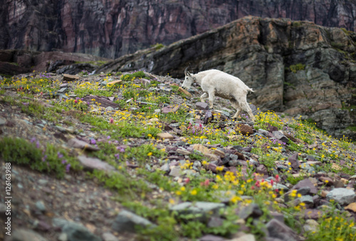 Mountainside Goat