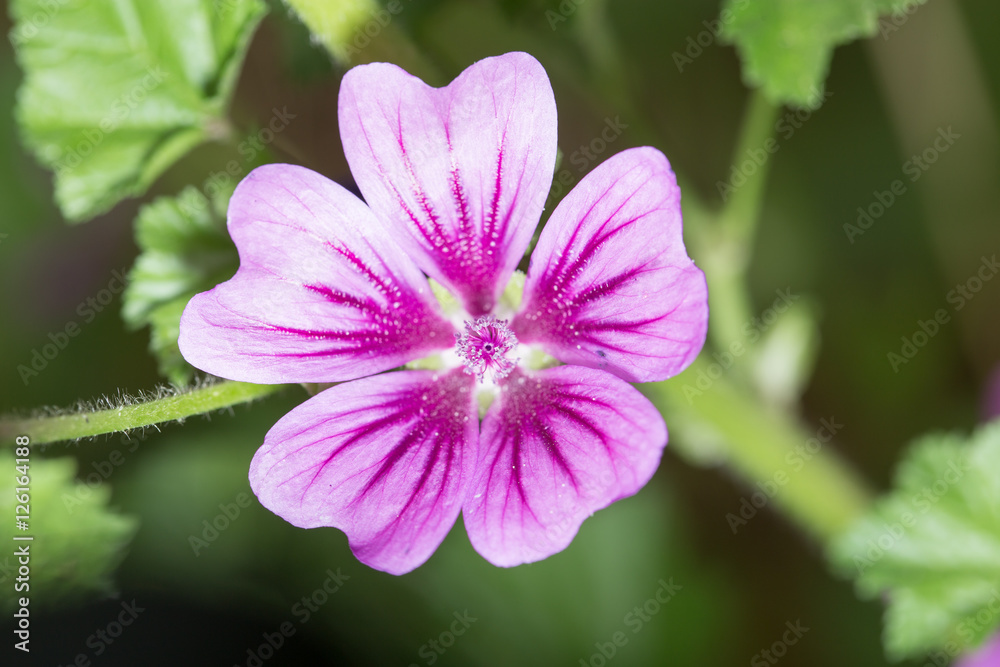 beautiful purple flower in nature