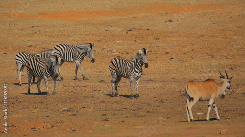 Antelope and Zebras