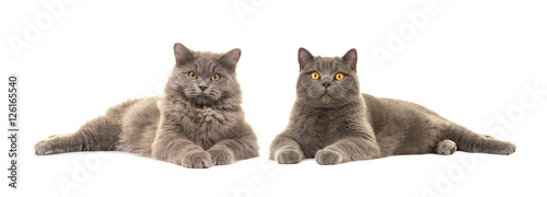 British short haired and british long haired cat both lying down facing the camera isolated on a white background