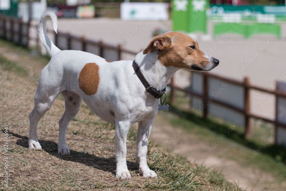 Jack Russell Terrier dog Jack Russell Terrier dog