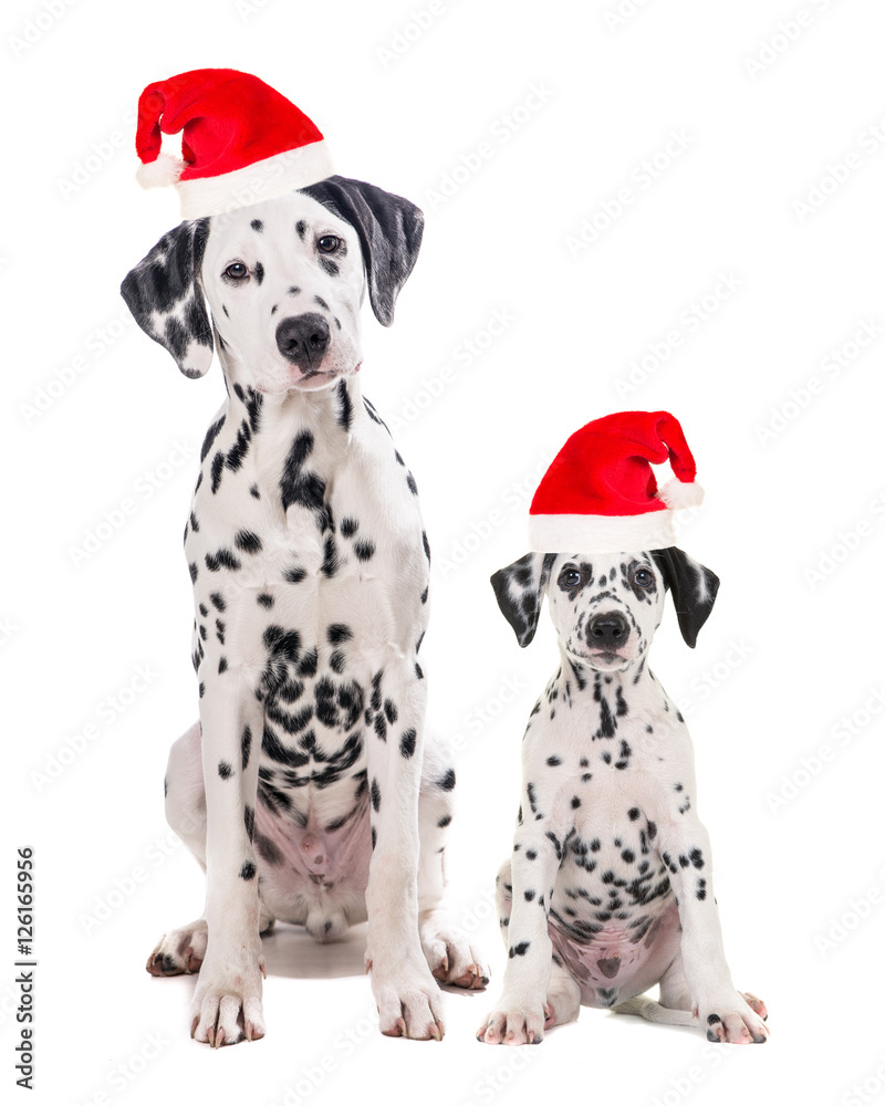 Two cute dalmatian dogs one adult and one puppy sitting and facing the camera isolated on a white camera both wearing santa's hat