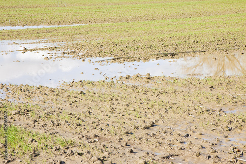 Clay flooded fields after torrential rain