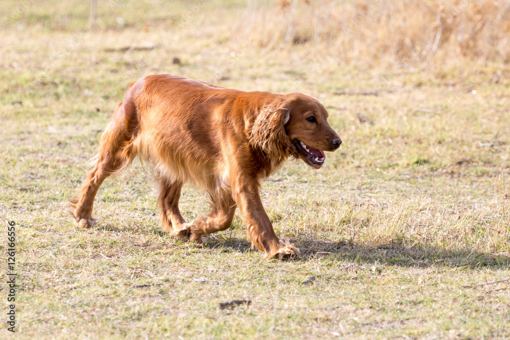 red dog on the nature red dog on the nature