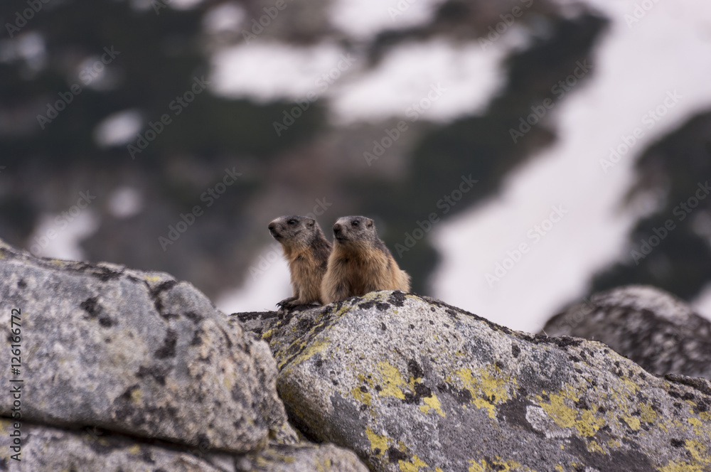 Marmots on the rocks. Tatry Marmots on the rocks. Tatry