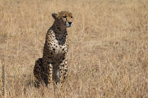 Cheetah in Masai Mara National Park