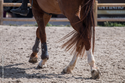 horse legs on dirt