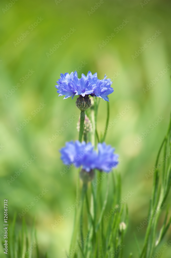 cornflower blue