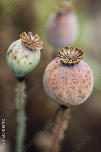 group of poppy heads on field, papaver somniferum capsules, macro photography