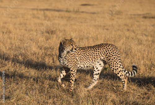 Cheetah in Masa Mara National Park in mrning light
