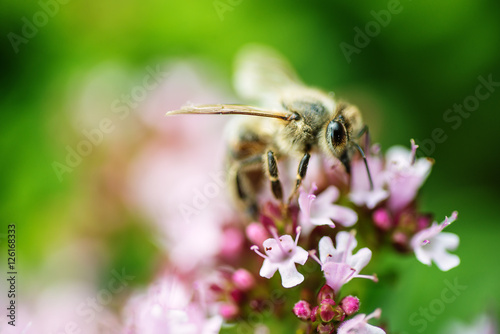 honey Bee perched on a flower collecting pollen, macro bee on flower