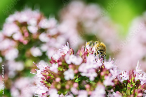 honey Bee perched on a flower collecting pollen, macro bee on flower © martingaal