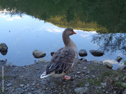 Дикий серый гусь на берегу пруда, отражения деревьев в воде photo