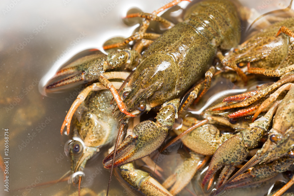 Live crayfish in the water as a background Live crayfish in the water as a background