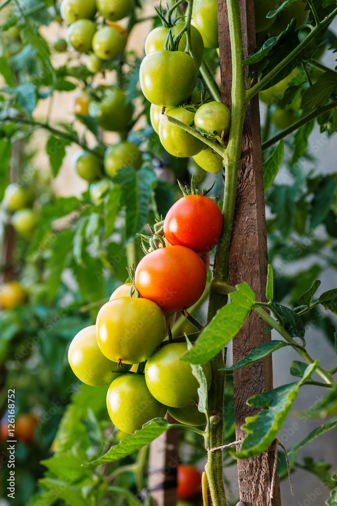 Ripe garden tomatoes ,Green tomatoes in the garden, fresh tomatoes