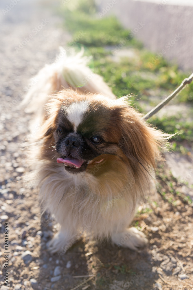 dog on the nature