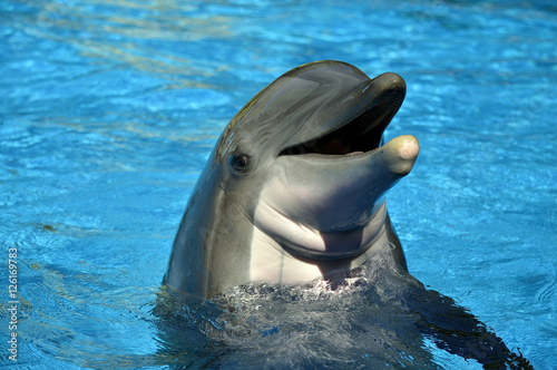 Fotótapéta Bottlenose dolphin head