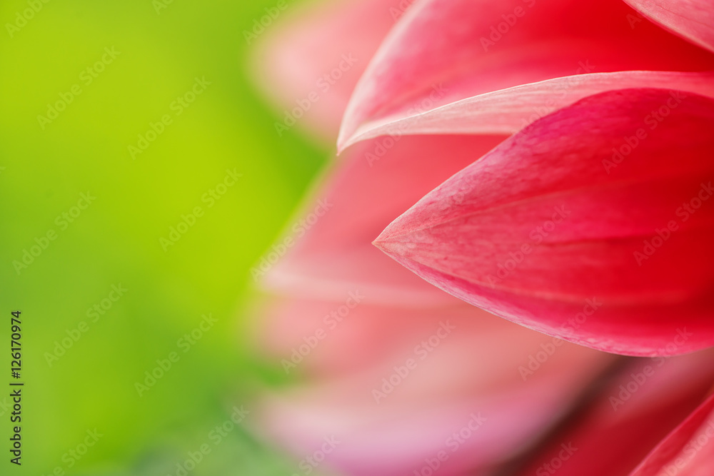 Macro image of a red dahlia flower in fresh blossom, red petals dahlia in garden