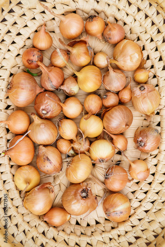 Fresh onions. Onions background. Ripe onions. Onions in basket