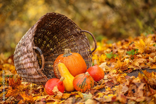Colorful pumpkins in basket with leaves, Autumn in the garden