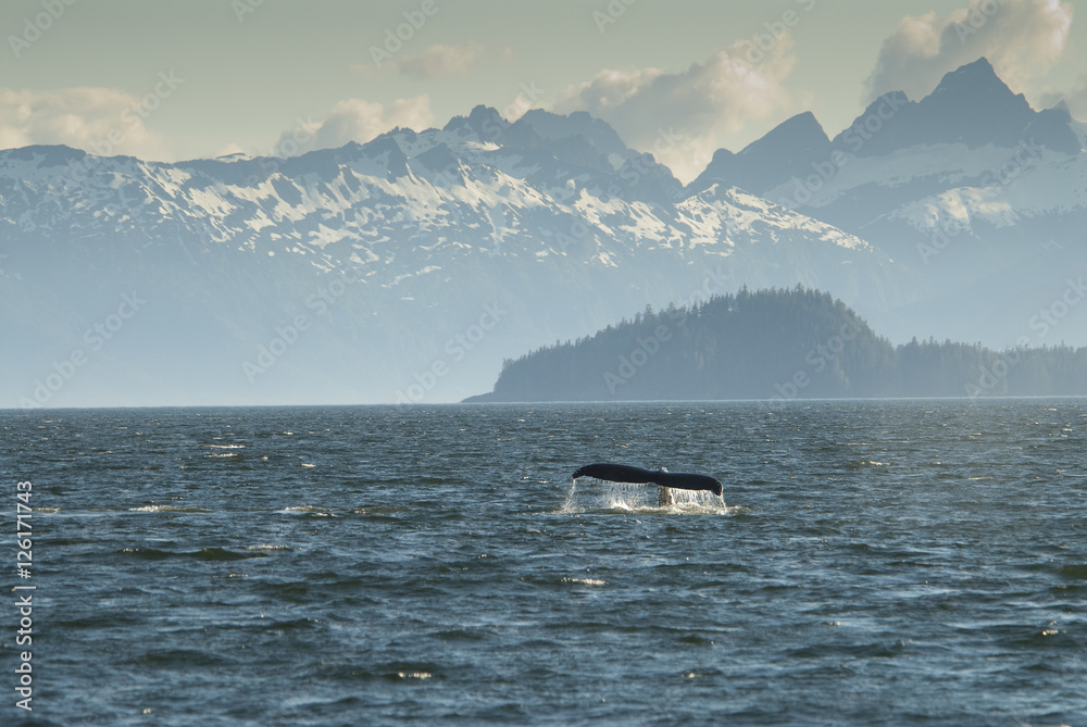 Naklejka premium Humpback Whale Fluke and Baranof Island, Alaska