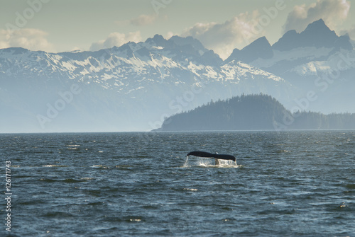 Humpback Whale Fluke and Baranof Island, Alaska