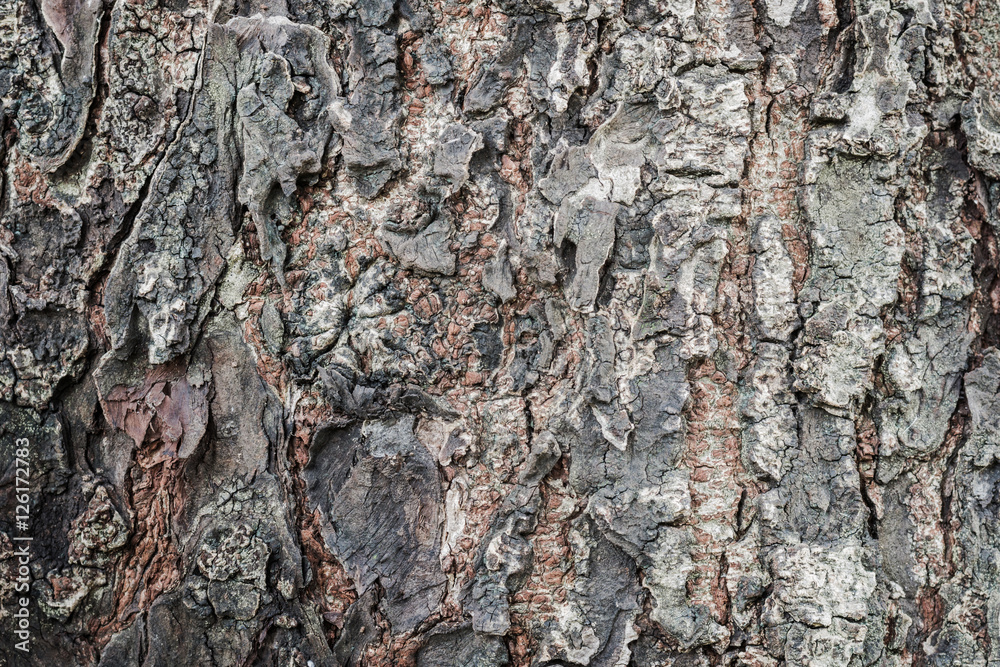 Textured of old bark pattern closeup background Textured of old bark pattern closeup background