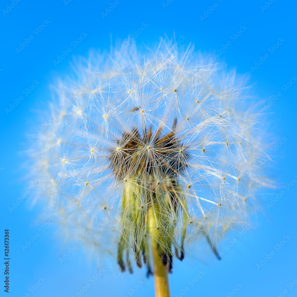 White dandelion on the blue sky background