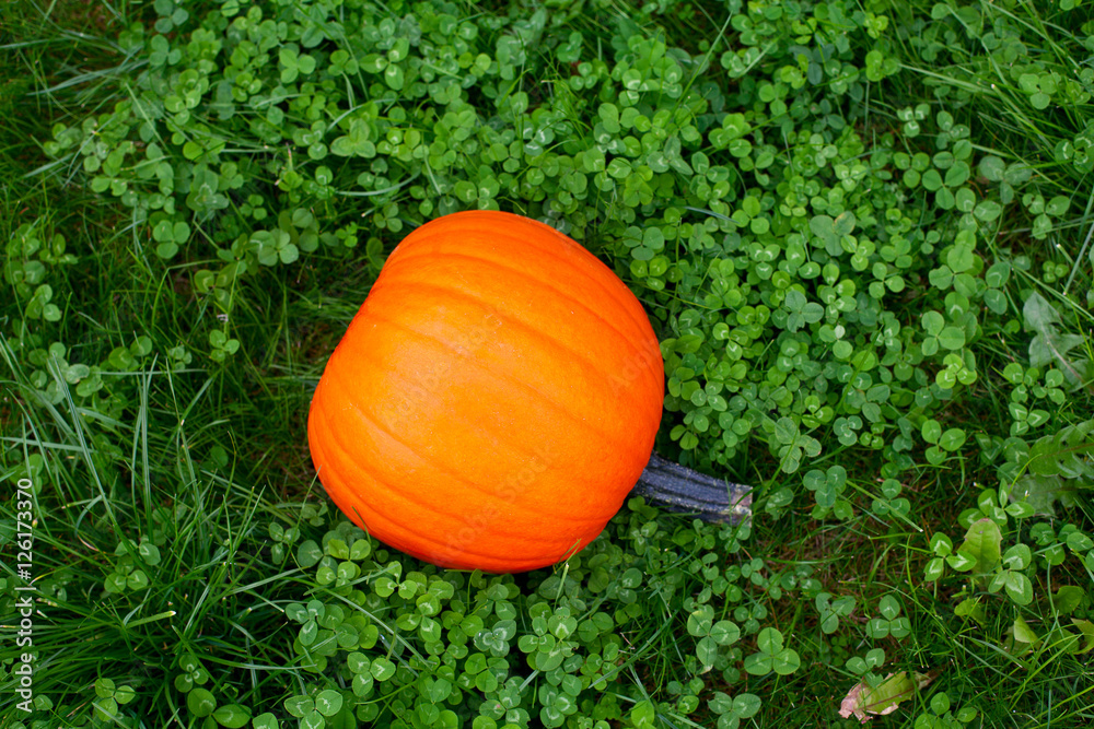 pumpkins on grass