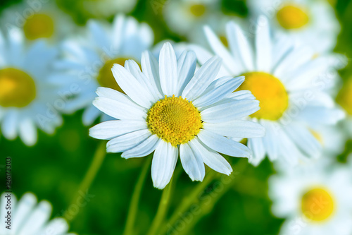 Blooming white daisy on the summer meadow background