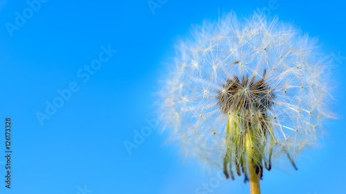 Dandelion white globular head of seeds on the blue sky backgroun © TasiPas