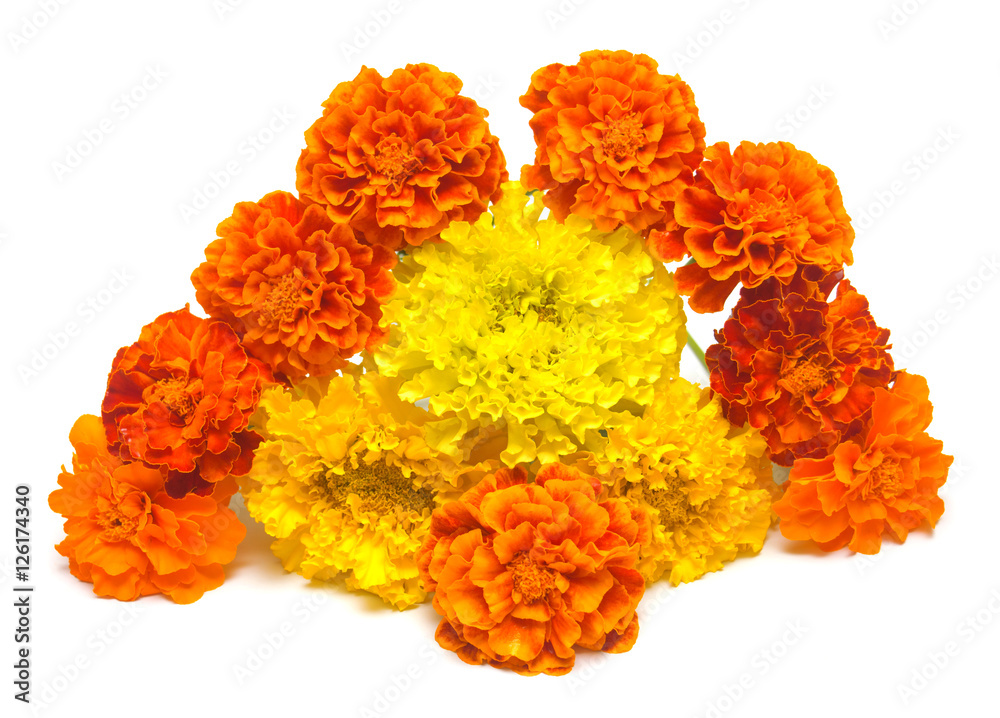 Bouquet of flowers marigold isolated on white background Bouquet of flowers marigold isolated on white background