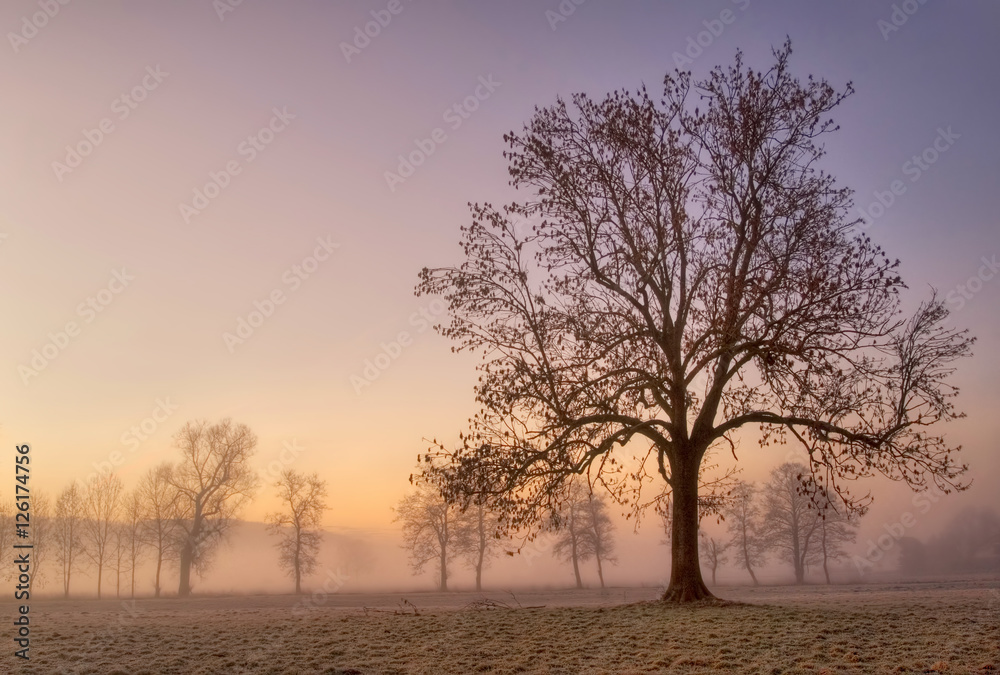 Foggy cold winter morning with tree silhouette Foggy cold winter morning with tree silhouette