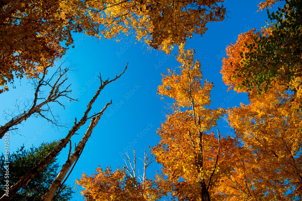 Fototapeta premium Leaf maple trees and sky in natural light