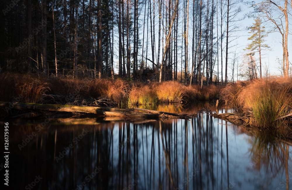Obraz premium Small calm creek in autumn