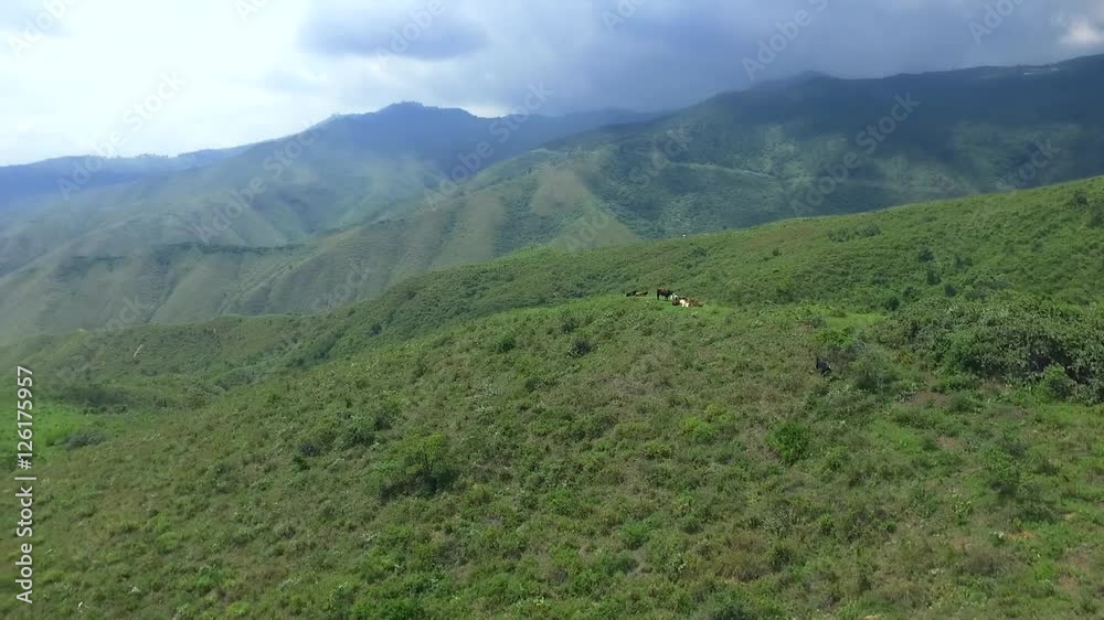 Bergische Landschaft mit Kühen, Valle del Cauca Kolumbien Bergische Landschaft mit Kühen, Valle del Cauca Kolumbien