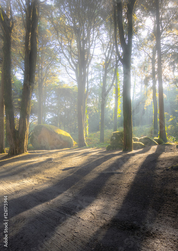 Fototapeta Naklejka Na Ścianę i Meble -  Mystic Forest on a foggy morning