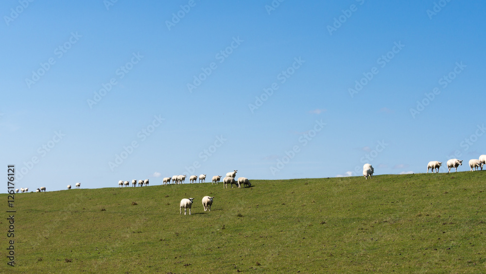 Obraz premium Sheep