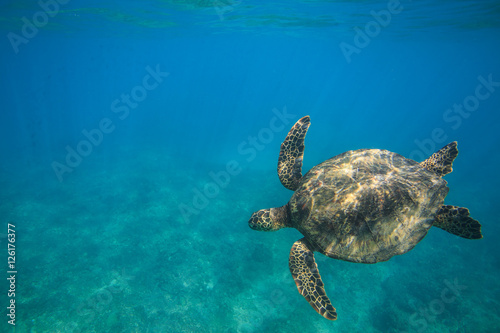 Ocean Life in Maldives Waters With Turtle Corals and Fish © willyam