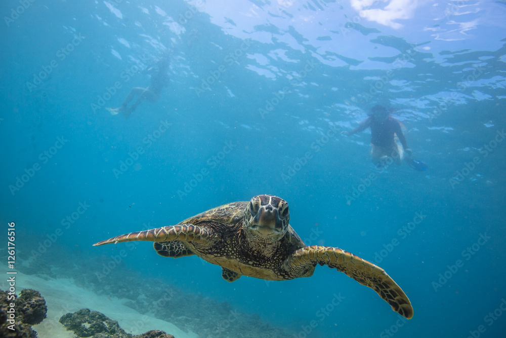 Fototapeta premium Ocean Life in Maldives Waters With Turtle Corals and Fish