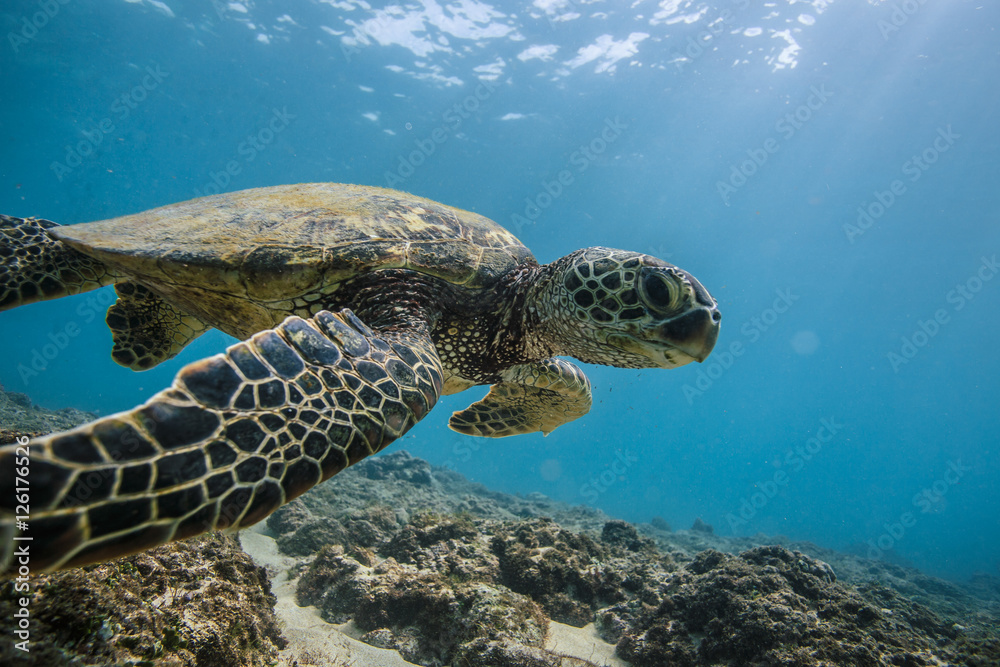 Obraz premium Ocean Life in Maldives Waters With Turtle Corals and Fish