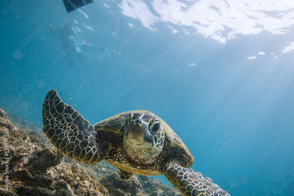 Obraz premium Ocean Life in Maldives Waters With Turtle Corals and Fish