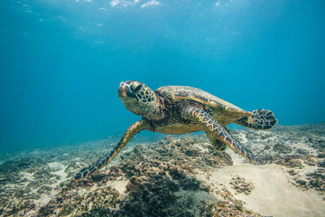 Sierkussen Schildpad Oceaanleven Malediven met koraal en vissen  © willyam