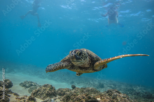 Fototapeta Naklejka Na Ścianę i Meble -  Ocean Life in Maldives Waters With Turtle Corals and Fish